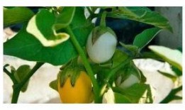 甜瓜概念爆料视频大全最新,揭秘热门甜瓜背后的故事与魅力