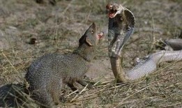 蜜獾爆料自己的视频下载,揭秘幕后真相